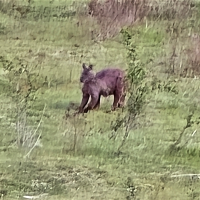 Osphranter robustus (Common Wallaroo) at Isaacs, ACT - 29 Oct 2025 by Mike
