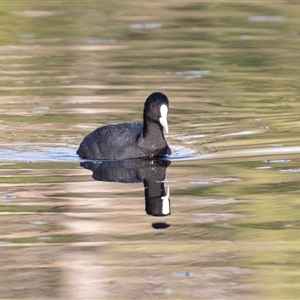 Fulica atra at Adelaide, SA - 22 Sep 2025 by AlisonMilton