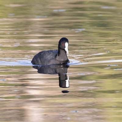 Fulica atra (Eurasian Coot) at Adelaide, SA - 22 Sep 2025 by AlisonMilton
