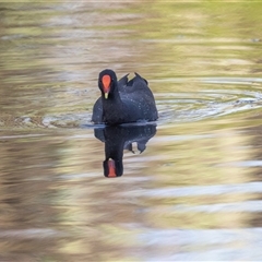 Gallinula tenebrosa (Dusky Moorhen) at Adelaide, SA - 22 Sep 2025 by AlisonMilton