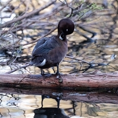 Aythya australis (Hardhead) at Adelaide, SA - 22 Sep 2025 by AlisonMilton