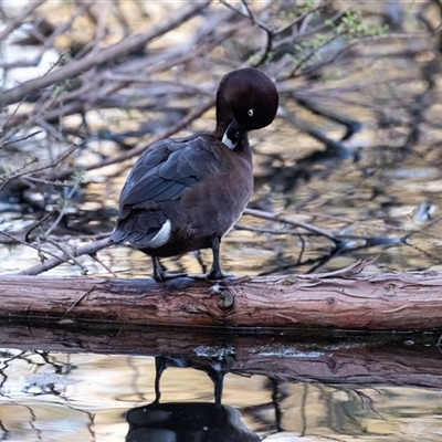Aythya australis (Hardhead) at Adelaide, SA - 22 Sep 2025 by AlisonMilton