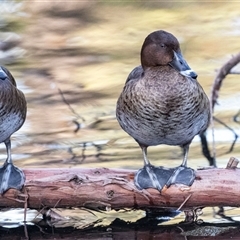 Unverified Waterfowl (Duck, Goose, Swan) at Adelaide, SA - 22 Sep 2025 by AlisonMilton