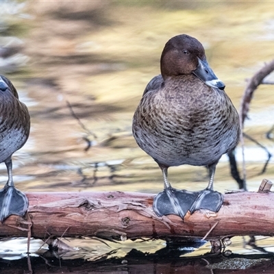 Unverified Waterfowl (Duck, Goose, Swan) at Adelaide, SA - 22 Sep 2025 by AlisonMilton