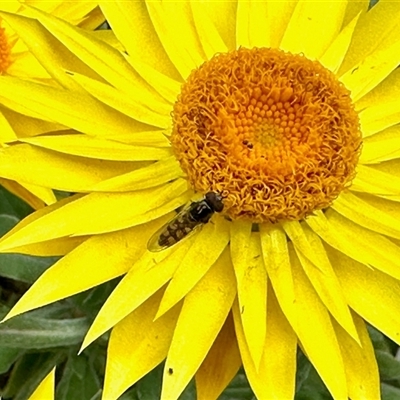 Melangyna viridiceps (Hover fly) at Aranda, ACT - 29 Oct 2025 by KMcCue
