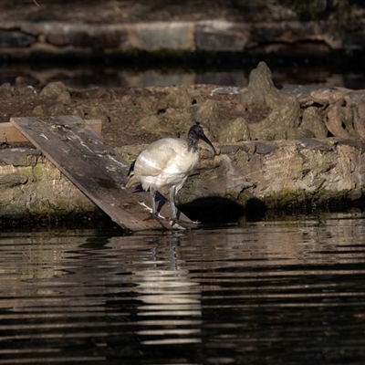 Threskiornis molucca at Adelaide, SA - 22 Sep 2025 by AlisonMilton
