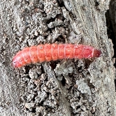 Unverified Insect at Aranda, ACT - 29 Oct 2025 by KMcCue