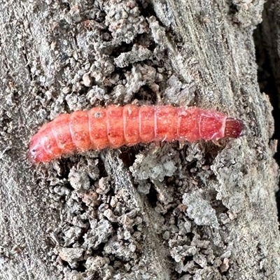 Unverified Insect at Aranda, ACT - 29 Oct 2025 by KMcCue