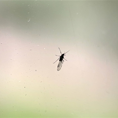 Diptera (order) (Fly - Unidentified) at Aranda, ACT - 29 Oct 2025 by KMcCue