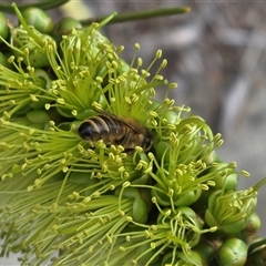 Apis mellifera (European honey bee) at Isaacs, ACT - 29 Oct 2025 by Mike