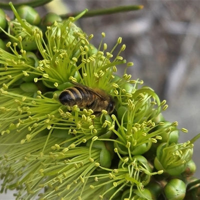 Apis mellifera (European honey bee) at Isaacs, ACT - 29 Oct 2025 by Mike