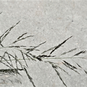 Eragrostis curvula (African Lovegrass) at Isaacs, ACT - Yesterday by Mike