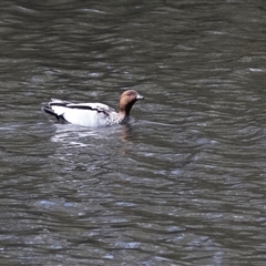 Chenonetta jubata (Australian Wood Duck) at Adelaide, SA - 22 Sep 2025 by AlisonMilton