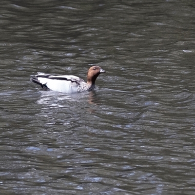 Chenonetta jubata (Australian Wood Duck) at Adelaide, SA - 22 Sep 2025 by AlisonMilton