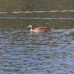 Anas superciliosa (Pacific Black Duck) at Adelaide, SA - 22 Sep 2025 by AlisonMilton