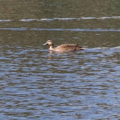 Anas superciliosa (Pacific Black Duck) at Adelaide, SA - 22 Sep 2025 by AlisonMilton