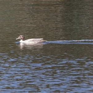 Anas platyrhynchos x superciliosa at North Adelaide, SA - 22 Sep 2025 by AlisonMilton