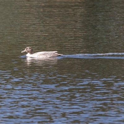 Anas platyrhynchos x superciliosa at North Adelaide, SA - 22 Sep 2025 by AlisonMilton