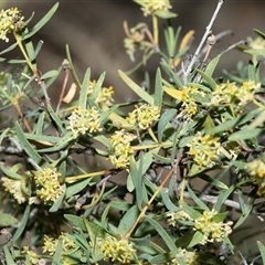 Unverified Other Shrub at Arkaroola Village, SA - 28 Sep 2025 by AlisonMilton
