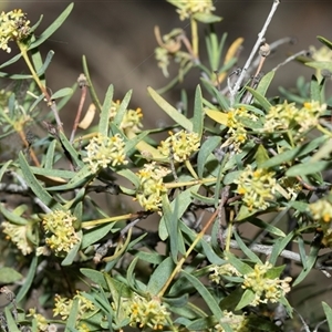 Unverified Other Shrub at Arkaroola Village, SA - 28 Sep 2025 by AlisonMilton