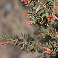 Eremophila alternifolia at Arkaroola Village, SA - 28 Sep 2025 by AlisonMilton
