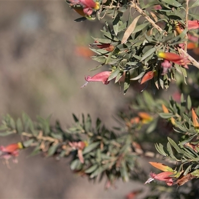 Eremophila alternifolia at Arkaroola Village, SA - 28 Sep 2025 by AlisonMilton
