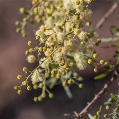 Acacia (genus) at Arkaroola Village, SA - 28 Sep 2025 by AlisonMilton