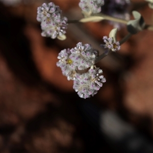 Unverified Other Wildflower or Herb at Arkaroola, SA - 28 Sep 2025 by AlisonMilton