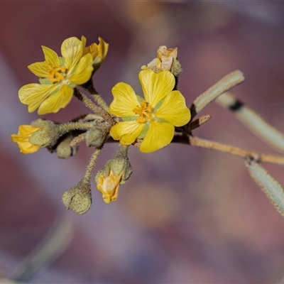 Unverified Other Wildflower or Herb at Arkaroola, SA - 28 Sep 2025 by AlisonMilton