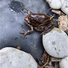 Limnodynastes dumerilii at Belgrave Heights, VIC - 29 Oct 2025 by Wurundjeri1