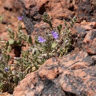 Unverified Other Wildflower or Herb at Arkaroola, SA - 28 Sep 2025 by AlisonMilton