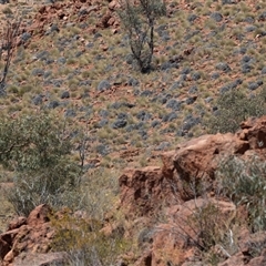 Triodia (genus) at Arkaroola, SA - 28 Sep 2025 by AlisonMilton