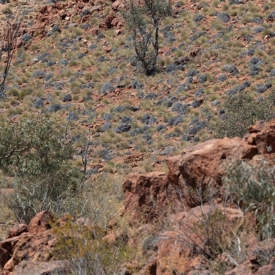Triodia (genus) at Arkaroola, SA - 28 Sep 2025 by AlisonMilton