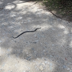 Austrelaps ramsayi (Highlands Copperhead) at Wilsons Valley, NSW - 25 Oct 2025 by Asarson