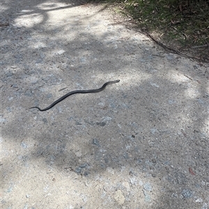 Austrelaps ramsayi (Highlands Copperhead) at Wilsons Valley, NSW - 25 Oct 2025 by Asarson