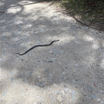 Austrelaps ramsayi (Highlands Copperhead) at Wilsons Valley, NSW - 25 Oct 2025 by Asarson