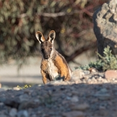 Wallabia bicolor at Arkaroola Village, SA - 28 Sep 2025 by AlisonMilton