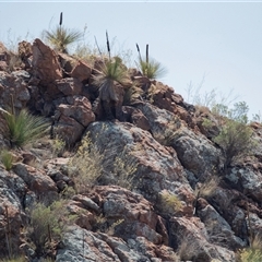 Xanthorrhoea (genus) at Arkaroola, SA - 28 Sep 2025 by AlisonMilton