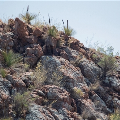 Xanthorrhoea (genus) at Arkaroola, SA - 28 Sep 2025 by AlisonMilton