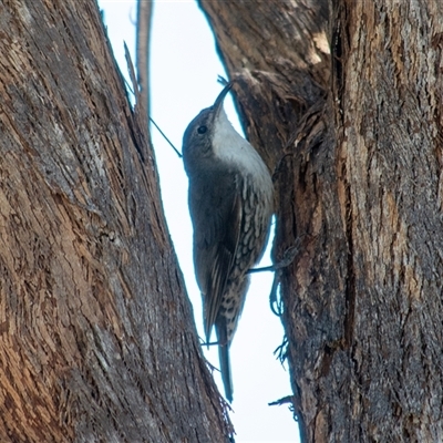 Cormobates leucophaea at Rendezvous Creek, ACT - 25 Oct 2025 by ChrisSutevski