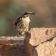 Acanthagenys rufogularis (Spiny-cheeked Honeyeater) at Arkaroola Village, SA - 28 Sep 2025 by AlisonMilton