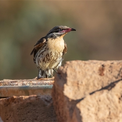 Acanthagenys rufogularis (Spiny-cheeked Honeyeater) at Arkaroola Village, SA - 28 Sep 2025 by AlisonMilton