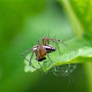 Oxyopes gracilipes by ChrisSutevski