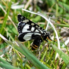 Agaristodes feisthamelii (A day flying noctuid moth) at Rendezvous Creek, ACT - 25 Oct 2025 by ChrisSutevski