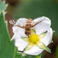 Villa sp. (genus) (Unidentified Villa bee fly) at Theodore, ACT - 21 Oct 2025 by ChrisSutevski