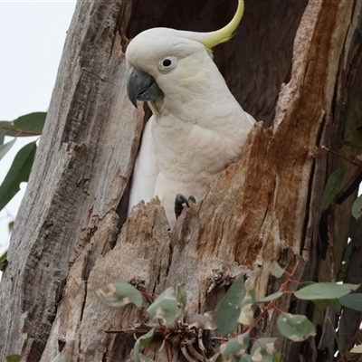 Cacatua galerita at  - suppressed by LisaH