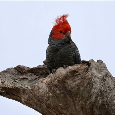 Callocephalon fimbriatum (Gang-gang Cockatoo) at Deakin, ACT - 26 Oct 2025 by LisaH