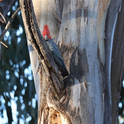 Callocephalon fimbriatum (Gang-gang Cockatoo) at Deakin, ACT - 24 Oct 2025 by LisaH