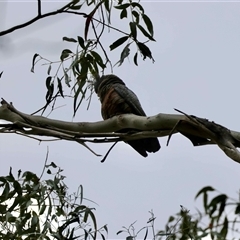 Callocephalon fimbriatum (Gang-gang Cockatoo) at Mongarlowe, NSW - 28 Oct 2025 by LisaH