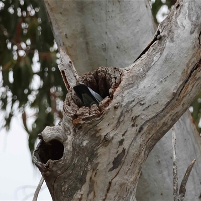 Callocephalon fimbriatum (Gang-gang Cockatoo) at Deakin, ACT - 28 Oct 2025 by LisaH